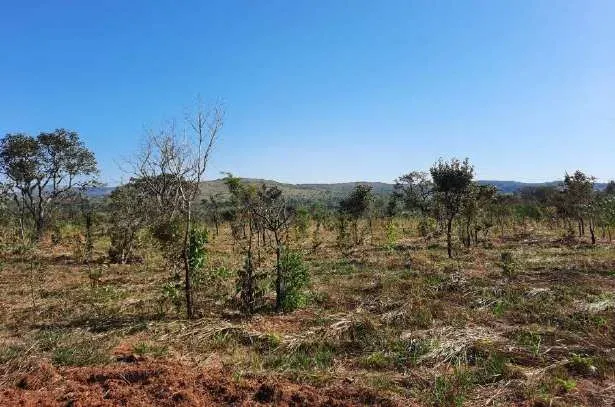 Módulos experimentais de recuperação do Cerrado — WWF Brasil