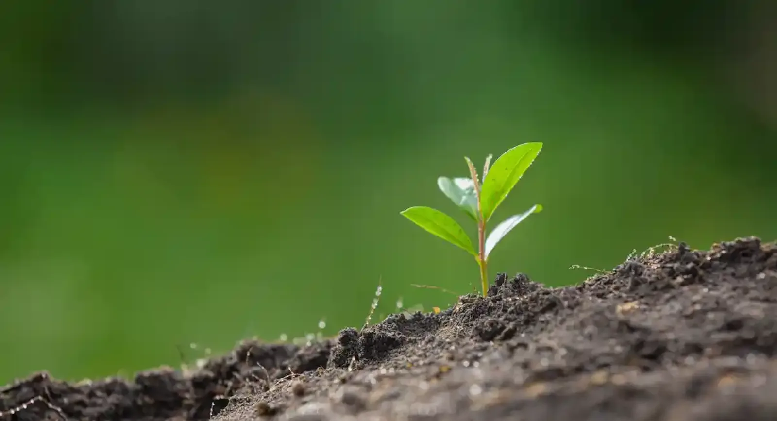 Como plantar árvores
