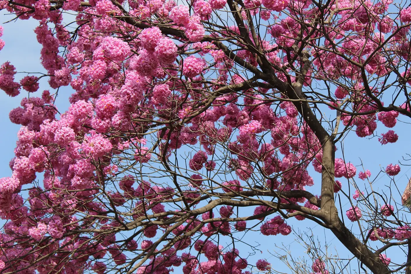 Ipê-rosa (Handroanthus impetiginosus) em plena floração