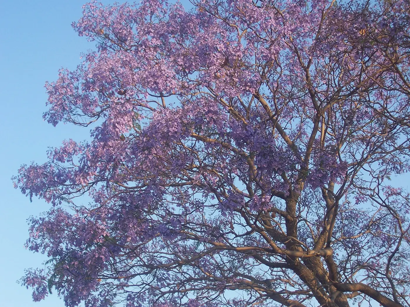 Jacarandá-mimoso (Jacaranda mimosifolia) coberto de flores lilases