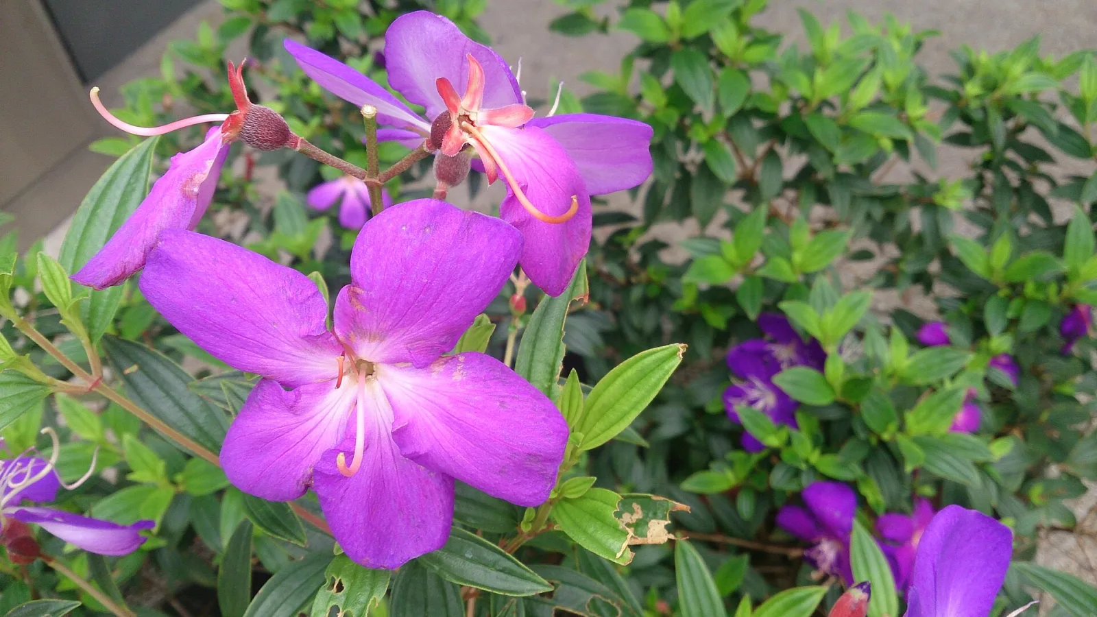 Flores roxas da quaresmeira (Tibouchina granulosa)