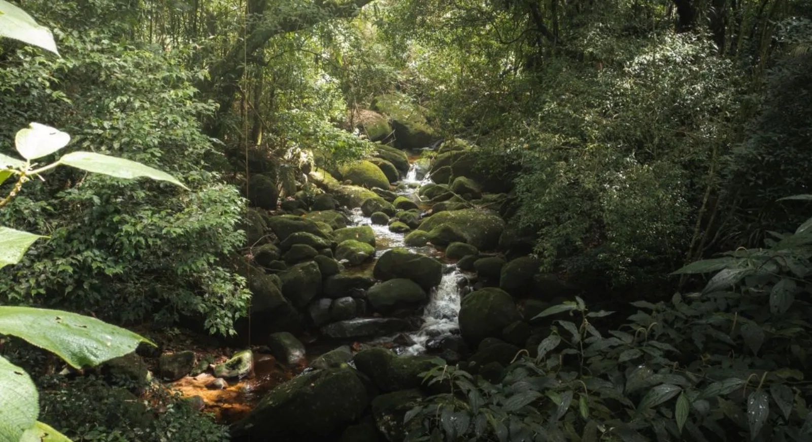 Como garantir a biodiversidade em projetos de reflorestamento