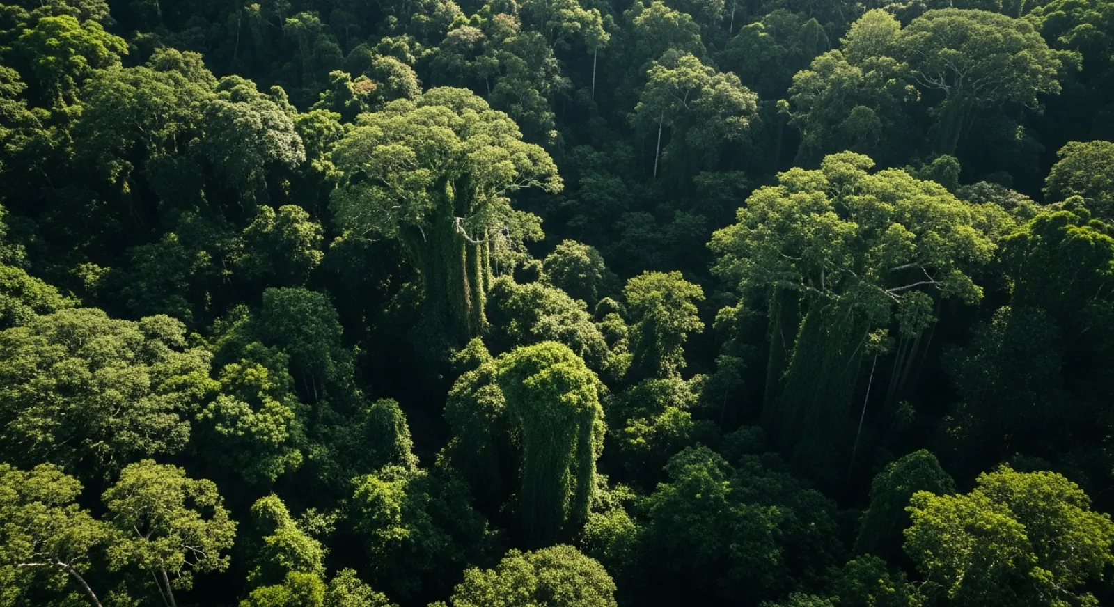 O que é e como funciona o mercado de carbono?