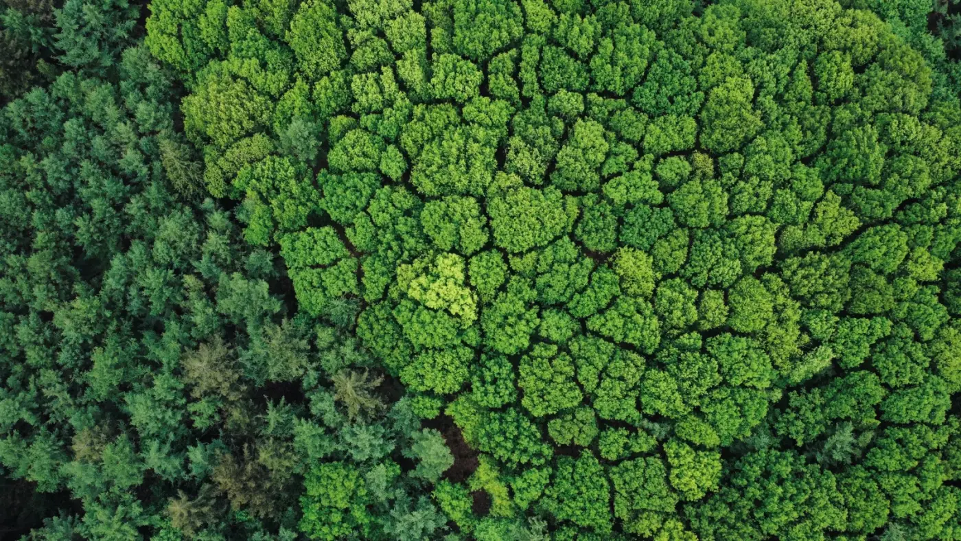 Qual a diferença entre reflorestamento e compensação ambiental