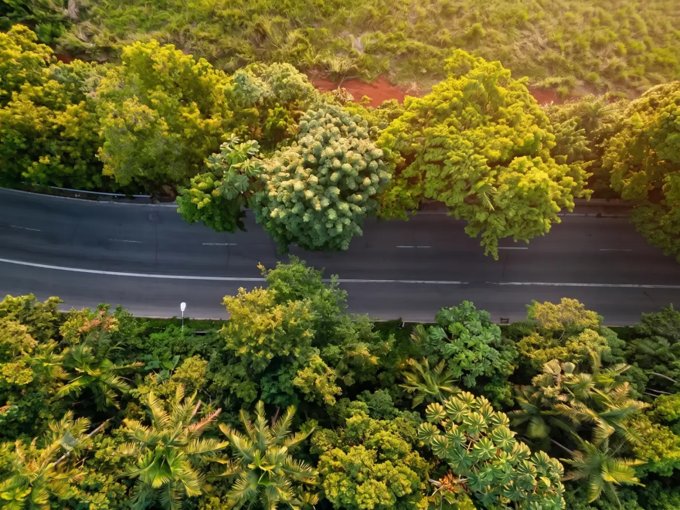 Mata Atlântica e indústria em MG: o que a Lei 11.428 exige