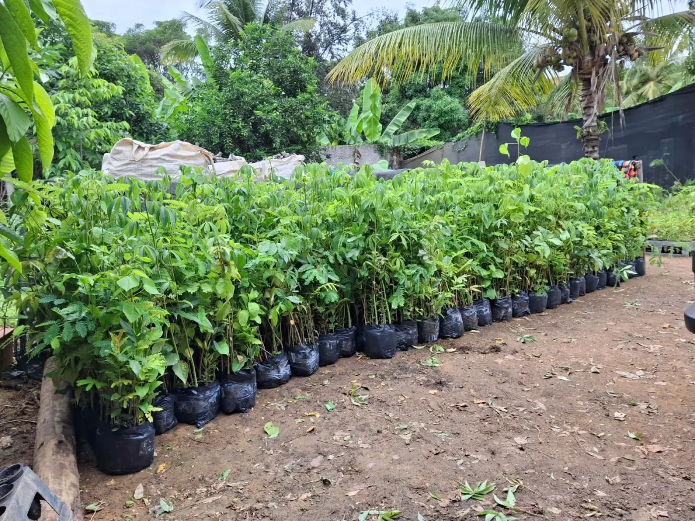 Reflorestamento: qual a melhor época para plantar árvores?