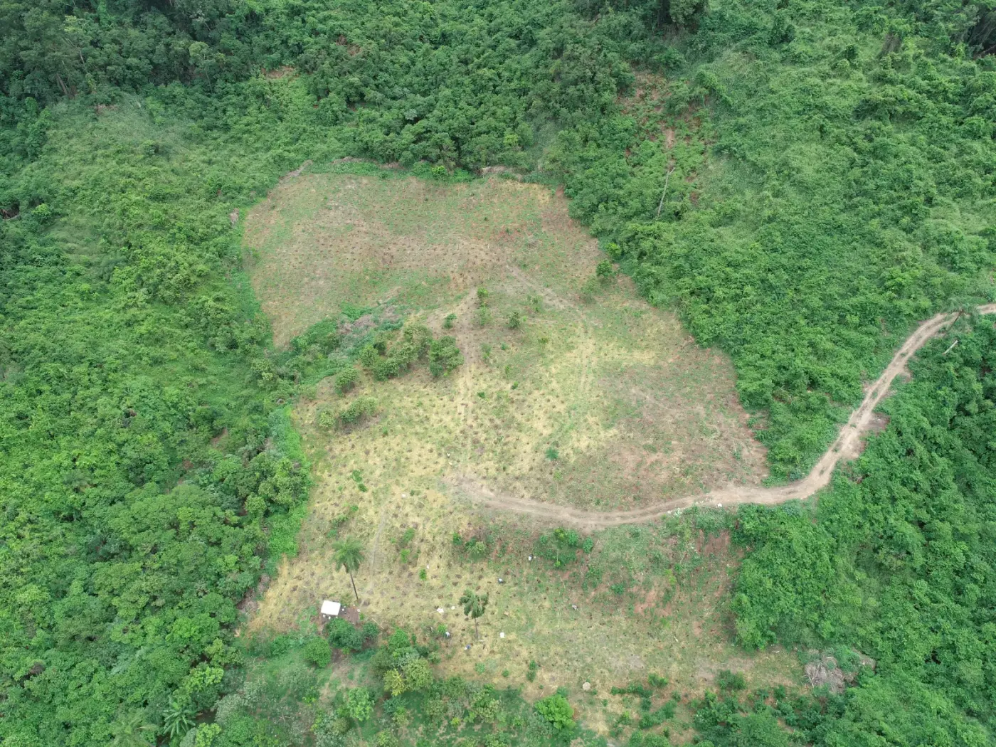 Quanto custa um projeto de reflorestamento por hectare em 2026