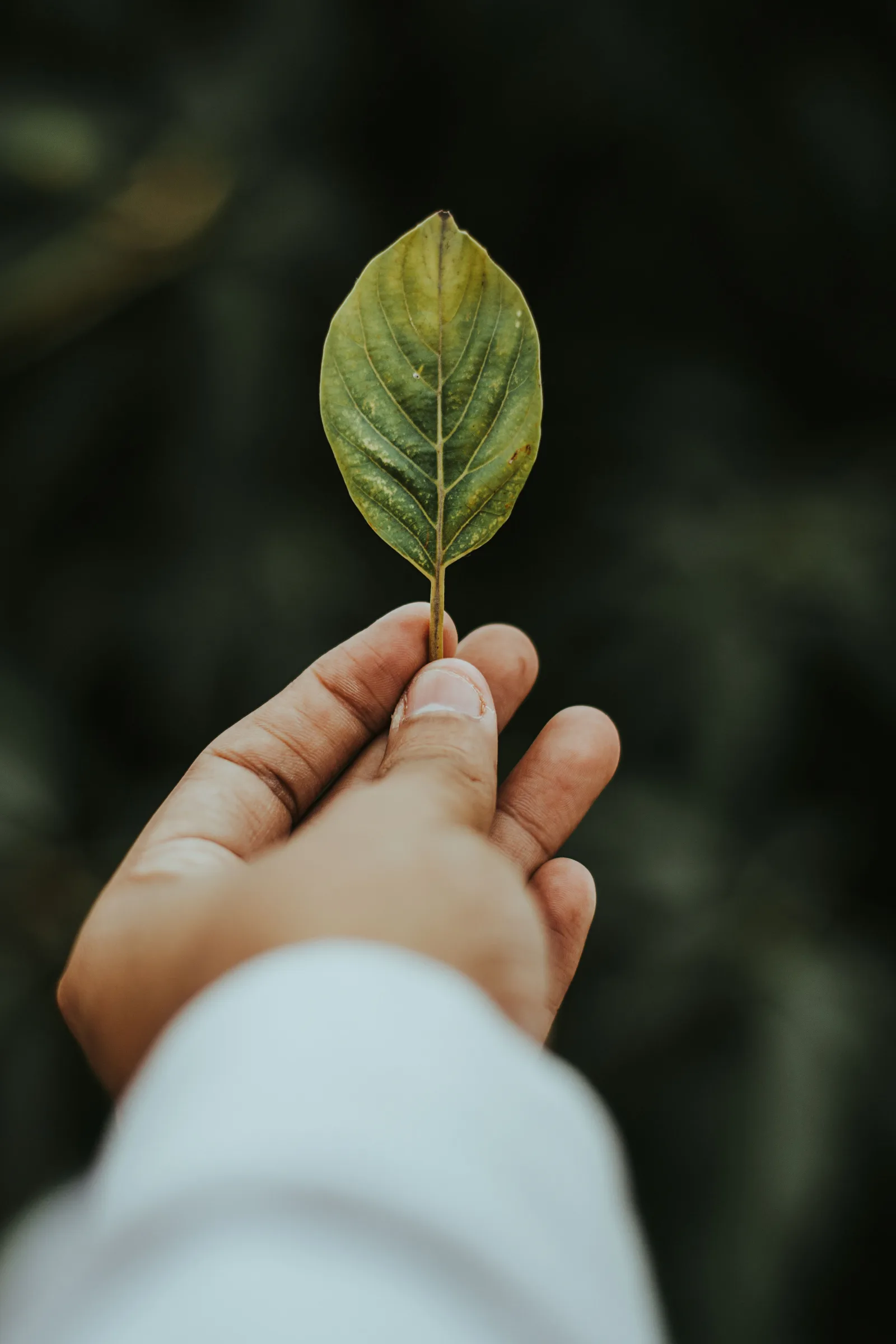 Reflorestar é suficiente para a crise climática?